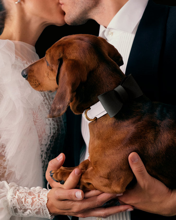 Dog Bow tie · Black