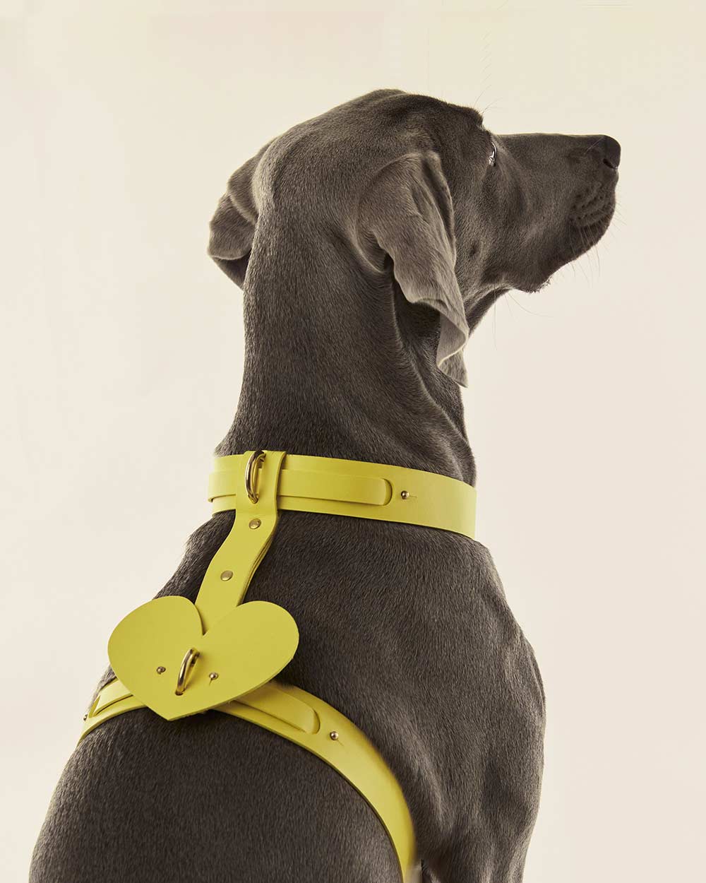 Heart · dog collar or harness · yellow leather · INDÓMITO