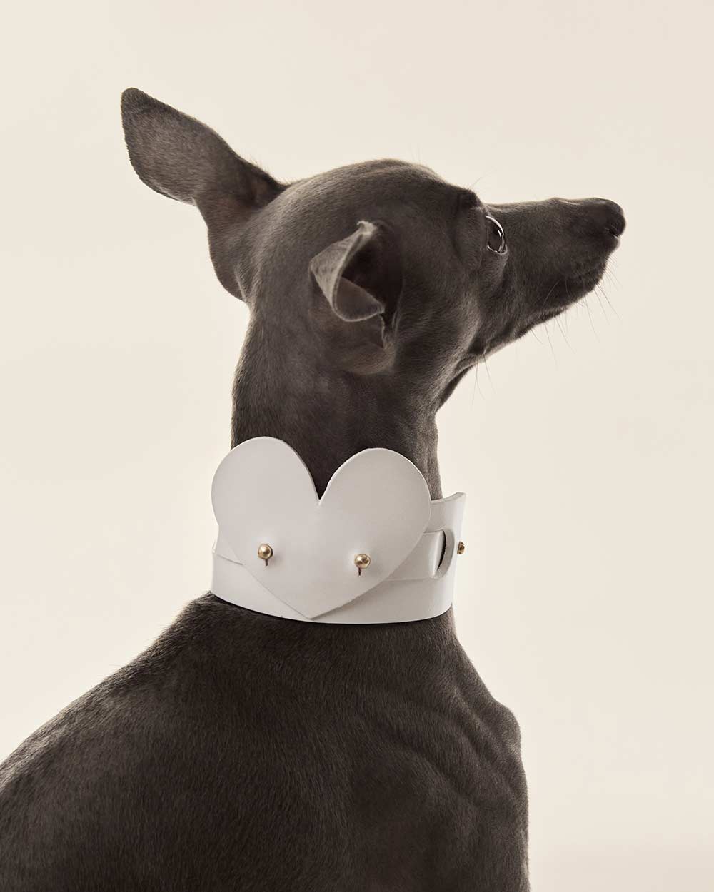 Heart dog collar or harness white leather INDÓMITO