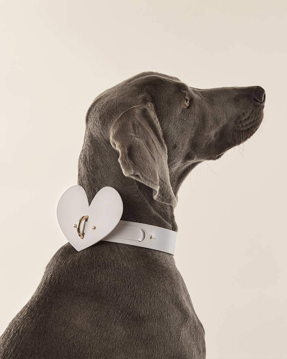 Heart dog collar or harness white leather INDÓMITO