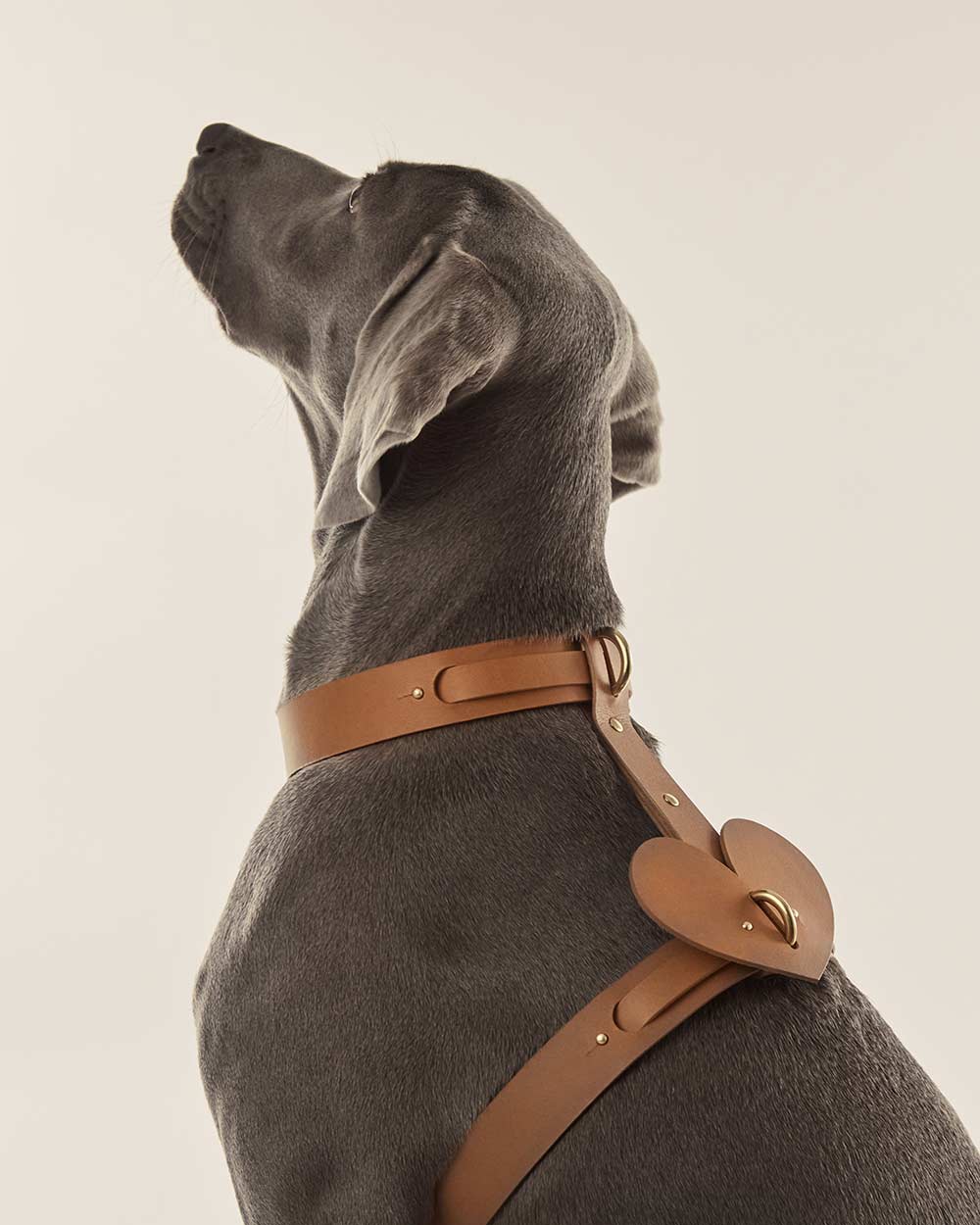 Heart dog collar or harness camel leather INDÓMITO