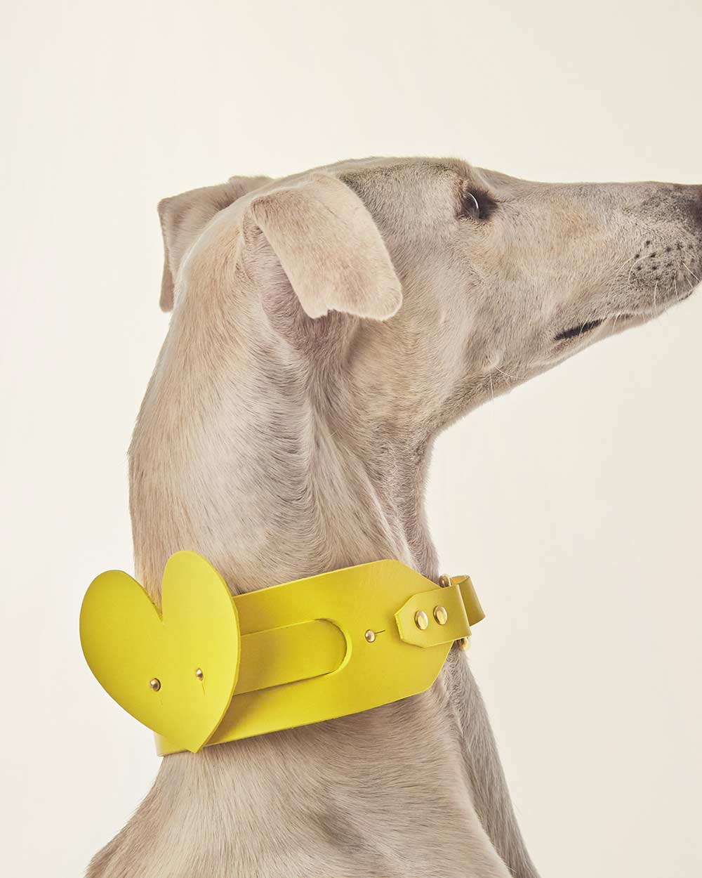 Heart · dog collar or harness · yellow leather · INDÓMITO