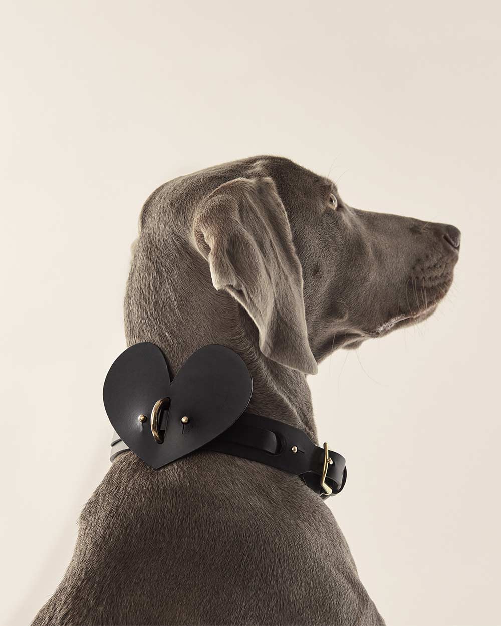 Heart dog collar or harness black leather INDÓMITO