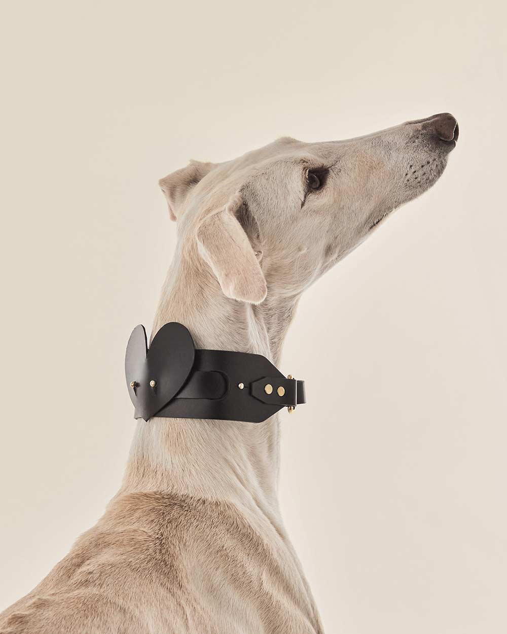 Heart dog collar or harness black leather INDÓMITO
