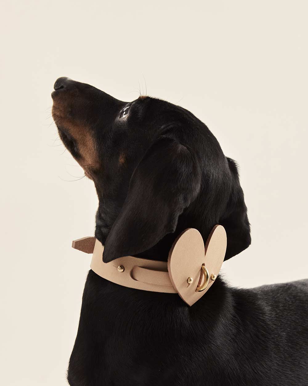 Heart dog collar or harness nude leather INDÓMITO