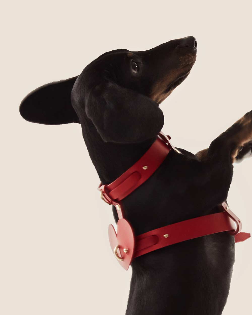 Heart · dog collar or harness · red leather · INDÓMITO