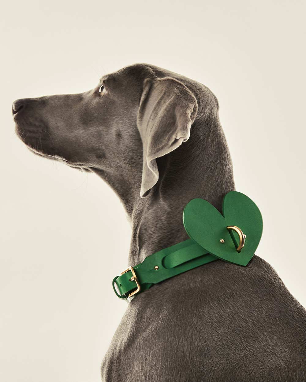 Heart dog collar or harness green leather INDÓMITO