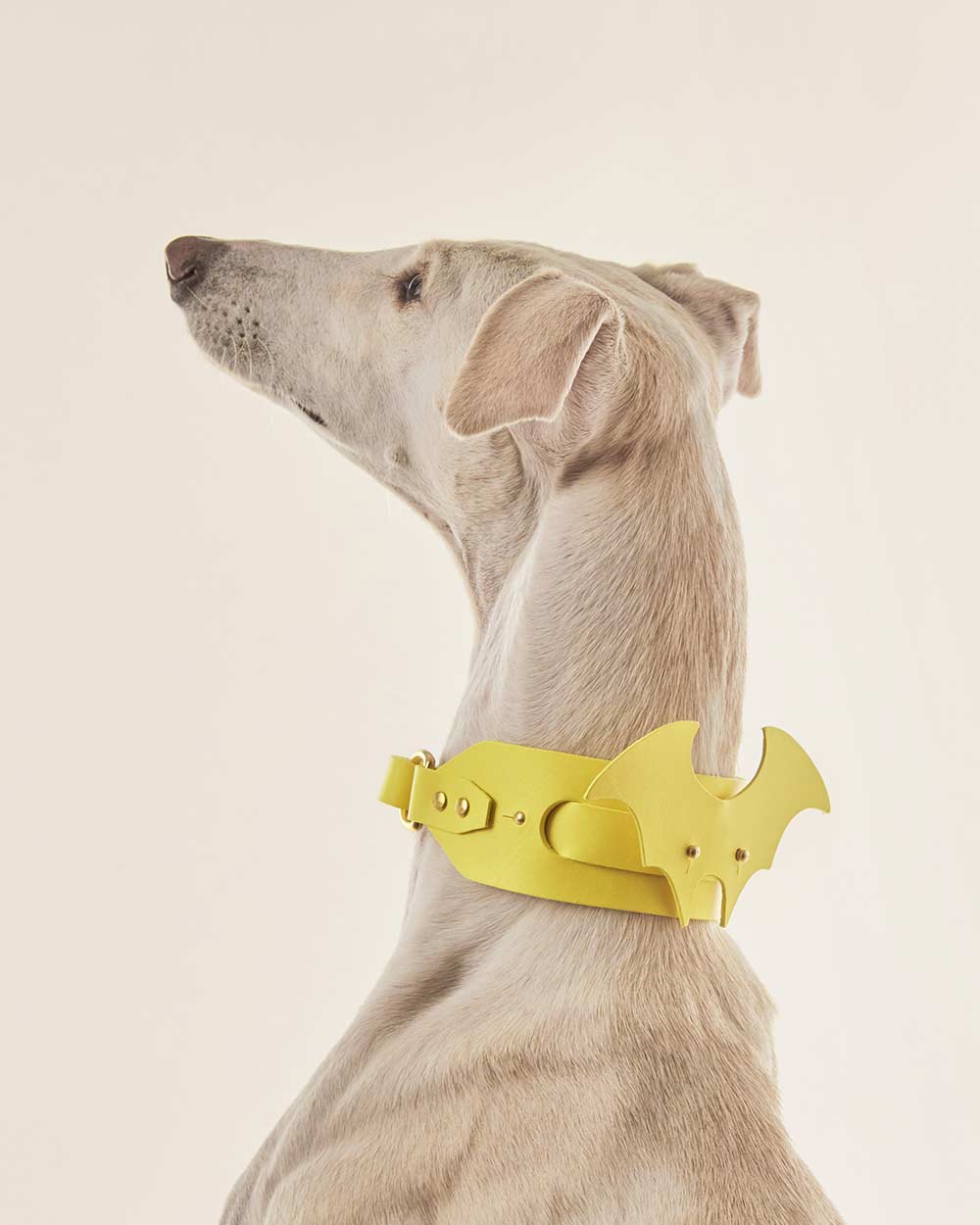Wings · dog collar or harness · yellow leather · INDÓMITO