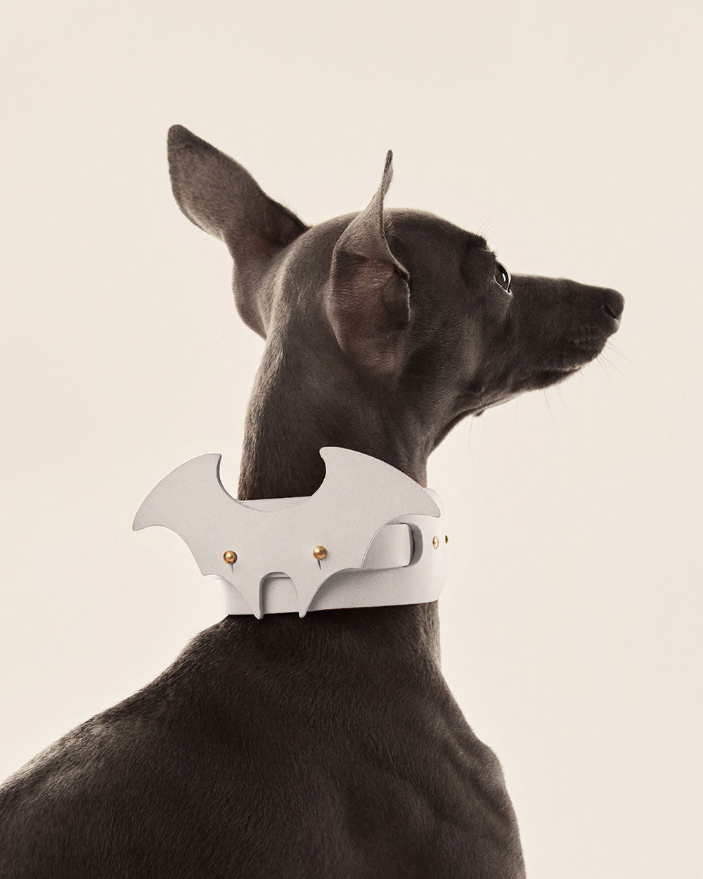 Wings · dog collar or harness · white leather · INDÓMITO