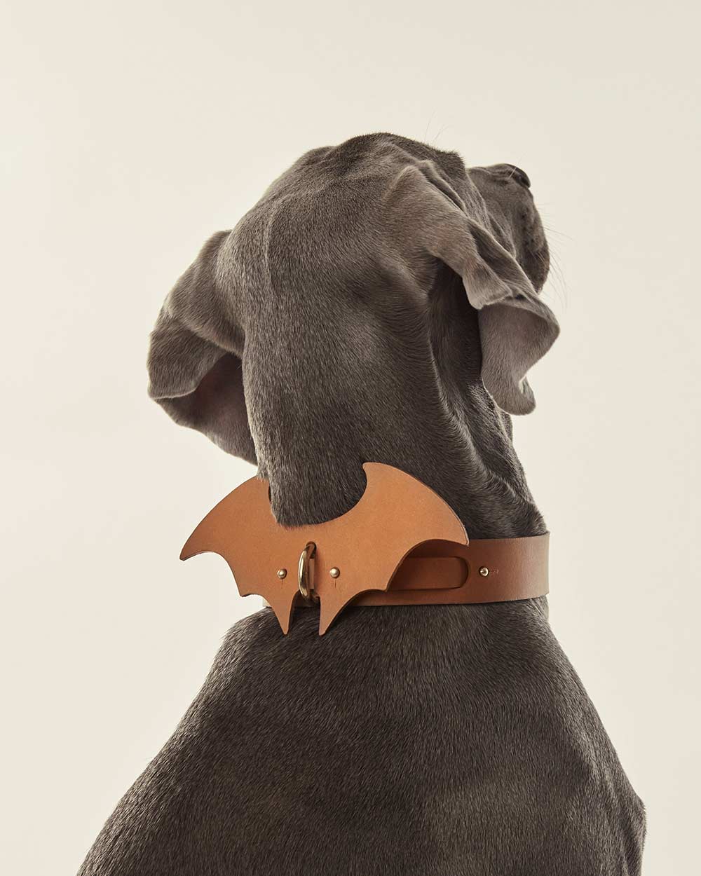 Wings · dog collar or harness · camel leather · INDÓMITO