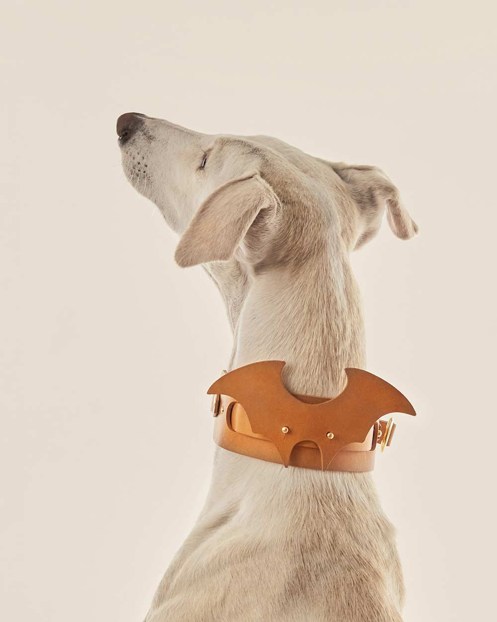 Wings · dog collar or harness · camel leather · INDÓMITO