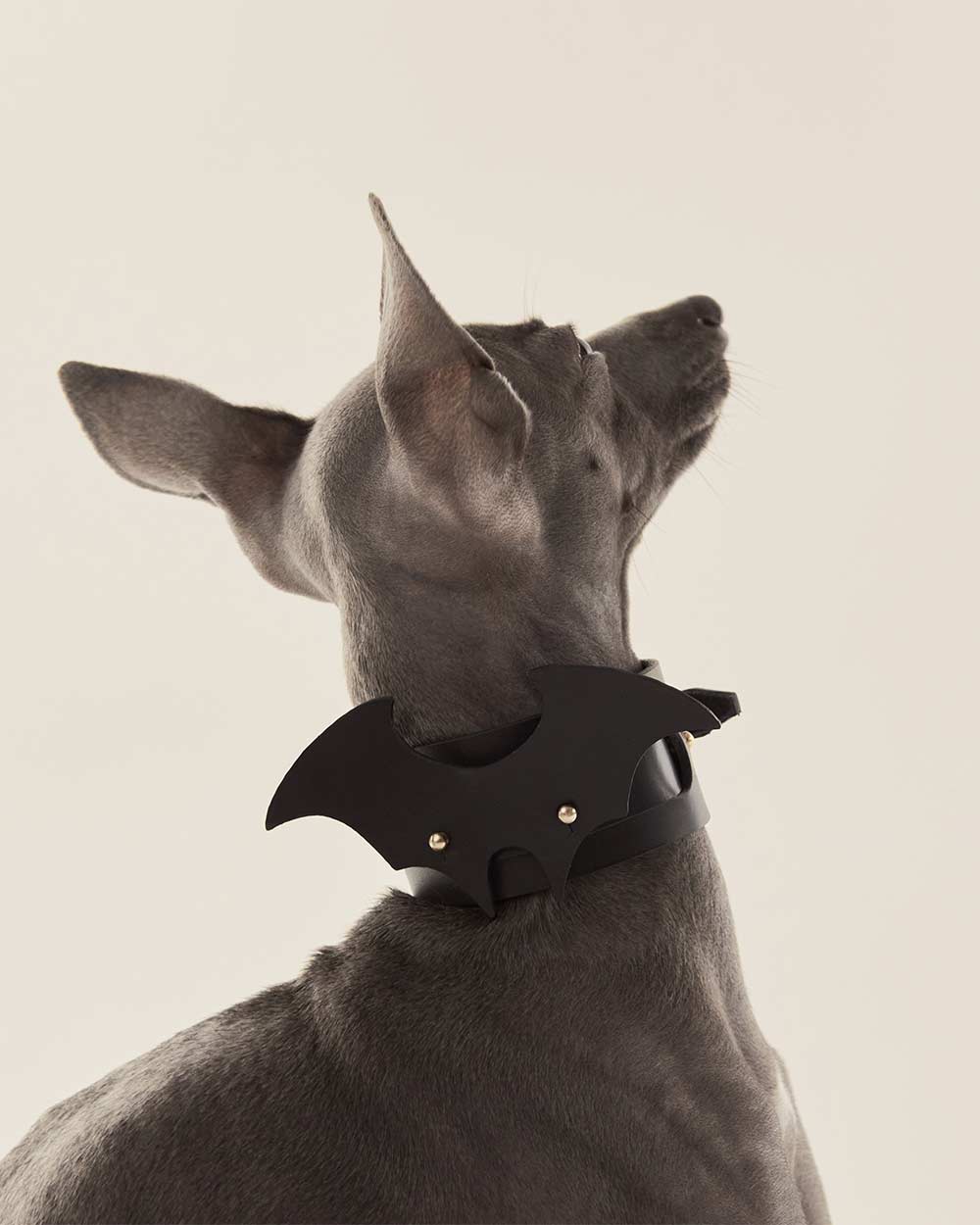 Wings · dog collar or harness · black leather · INDÓMITO