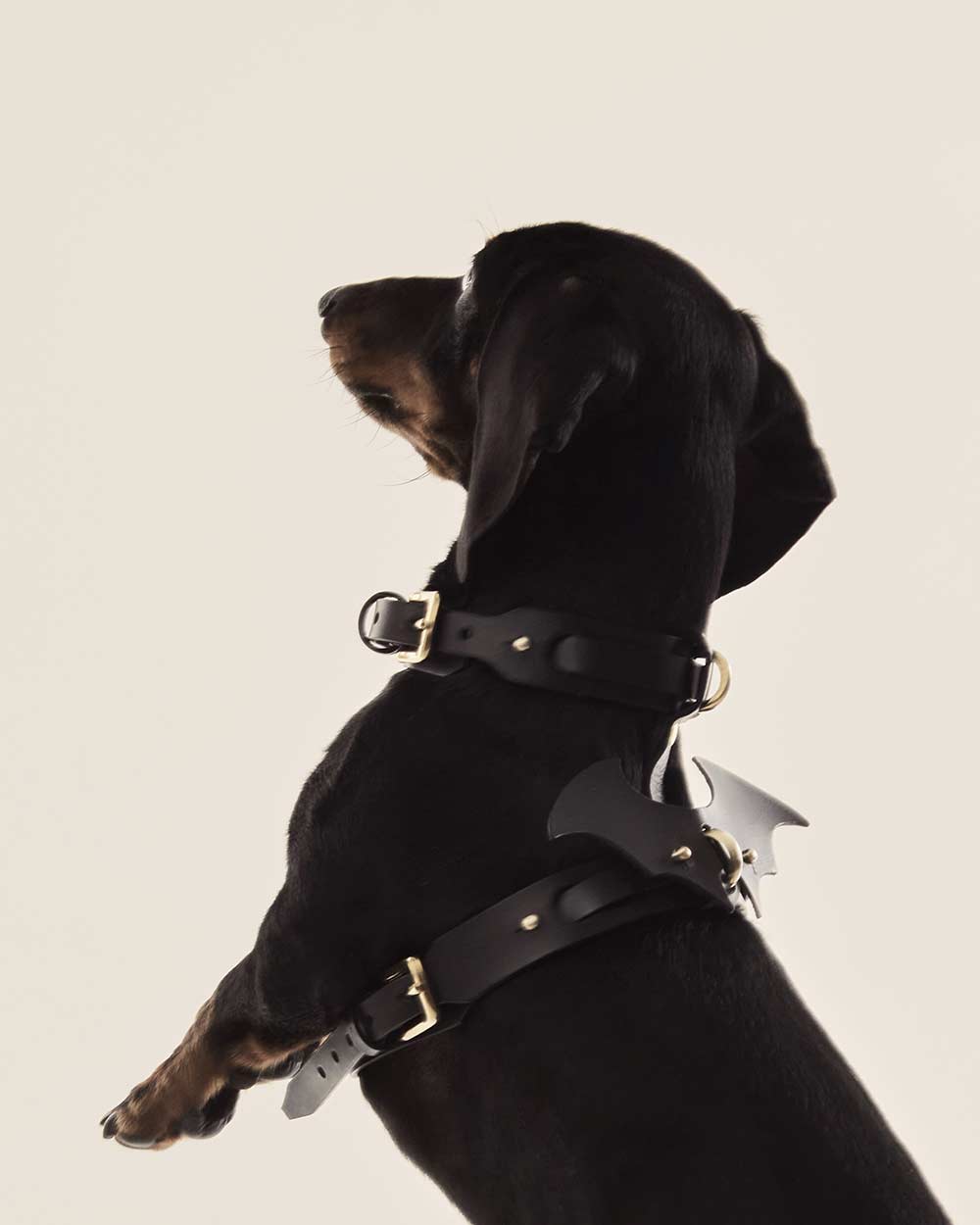 Wings · dog collar or harness · black leather · INDÓMITO