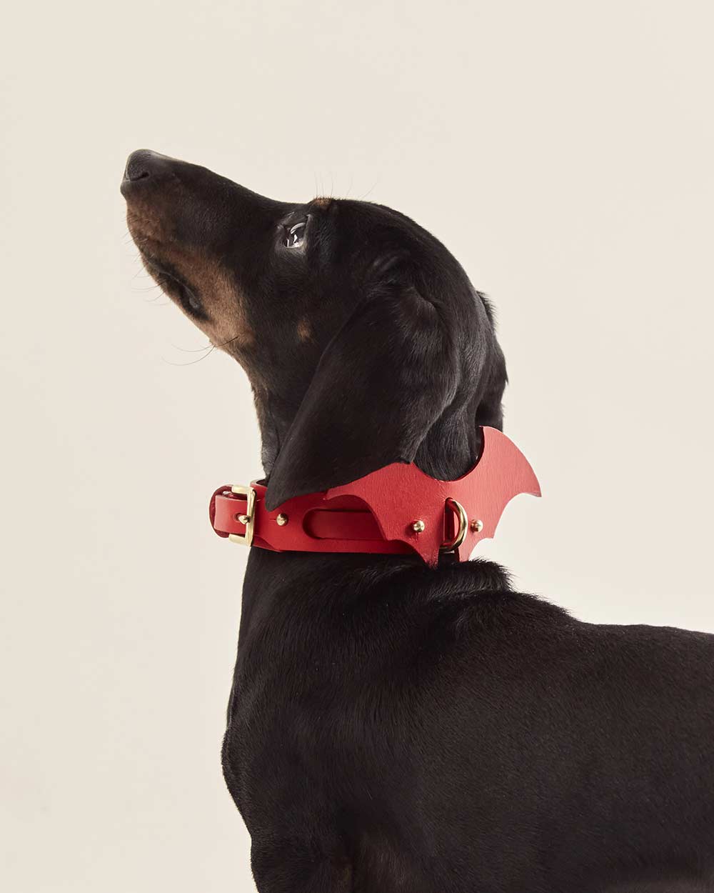 Wings · dog collar or harness · red leather · INDÓMITO