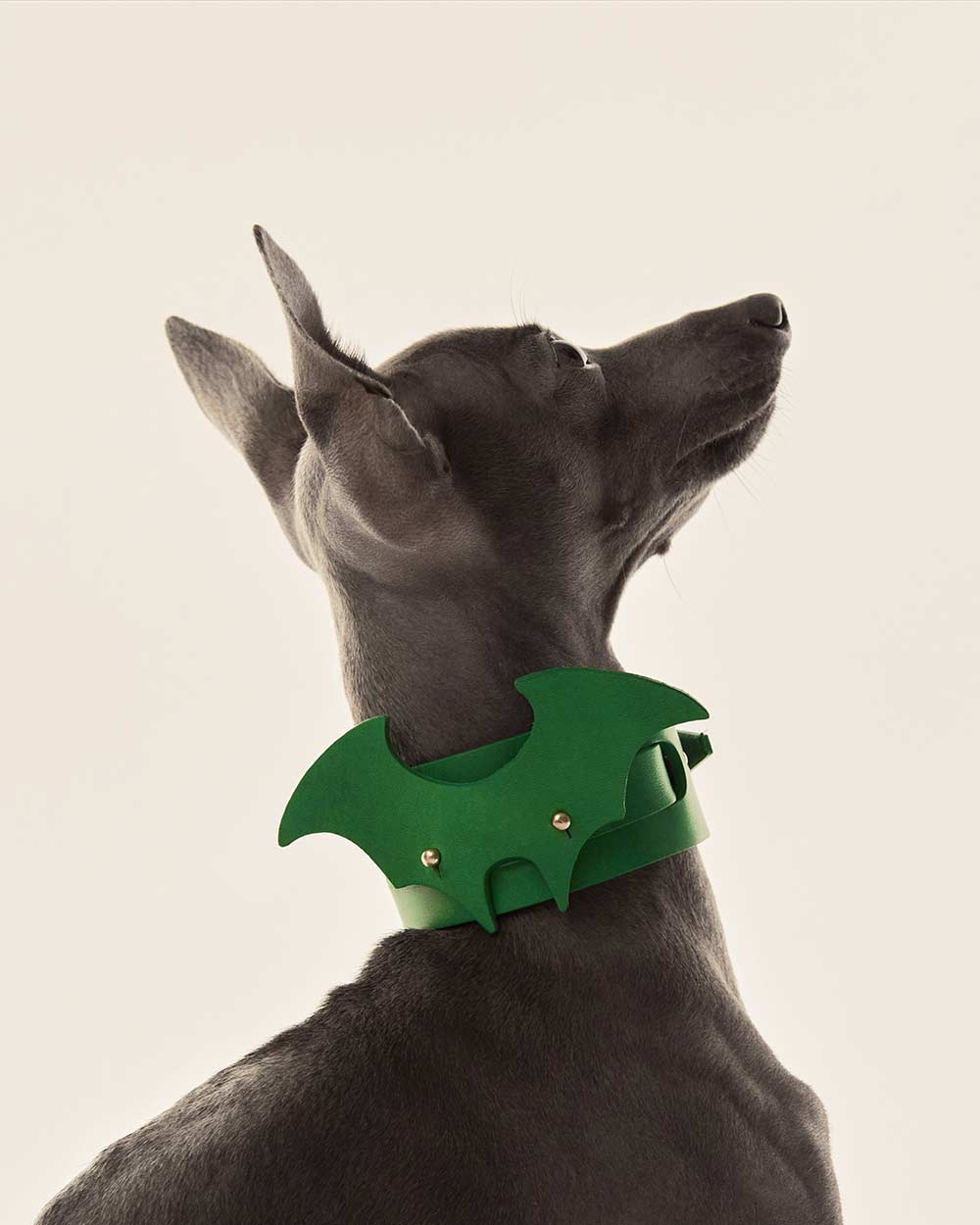 Wings · dog collar or harness · green leather · INDÓMITO