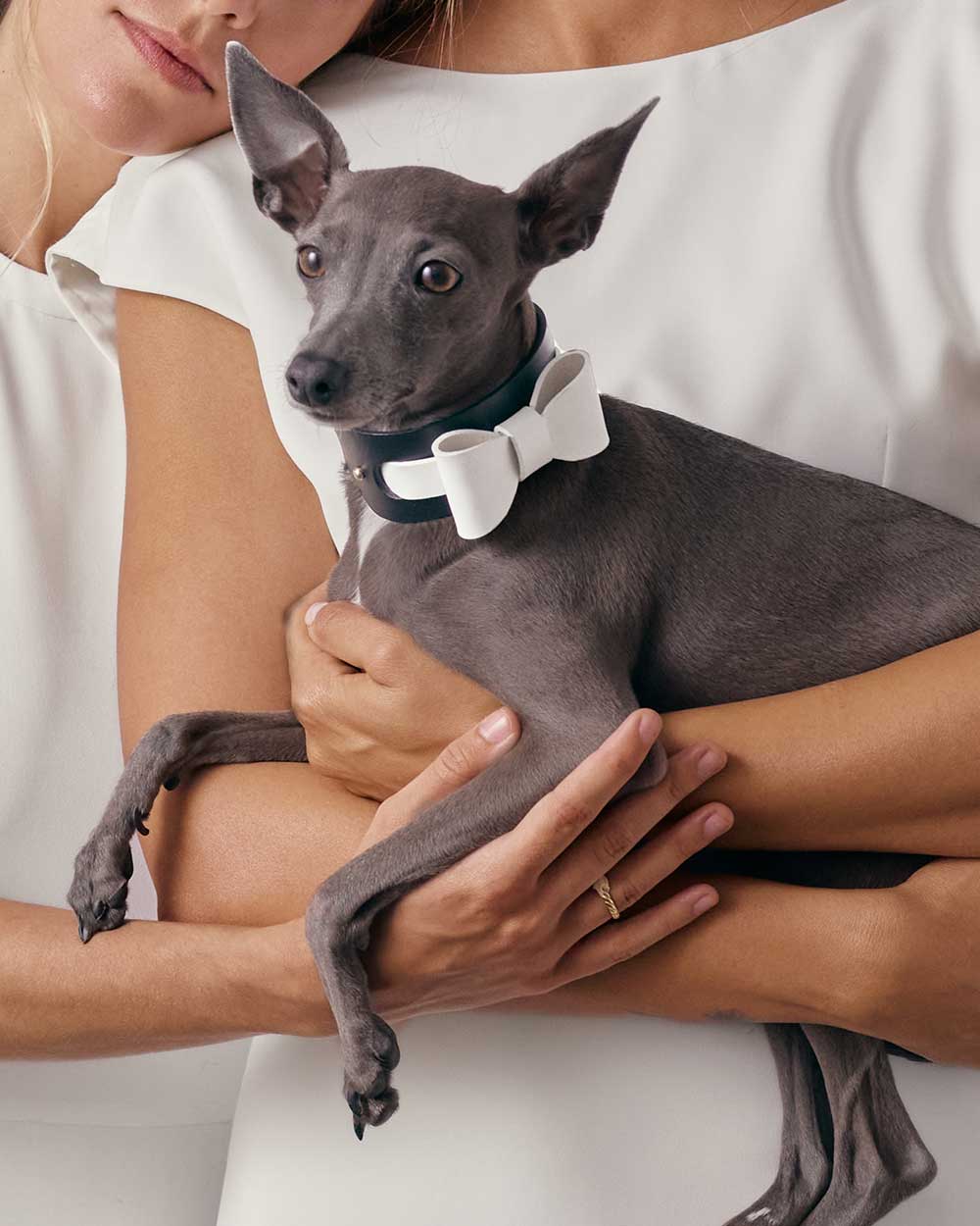 Bow tie · dog collar or harness · white leather · INDÓMITO