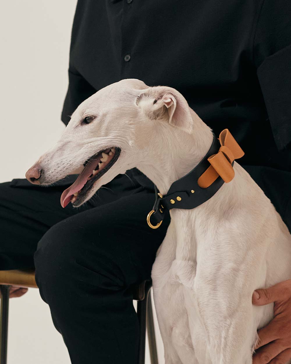 Bow tie · dog collar or harness · camel leather · INDÓMITO