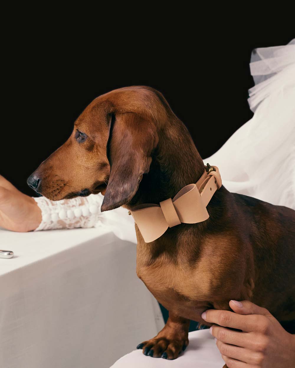 Bow tie · dog collar or harness · nude leather · INDÓMITO