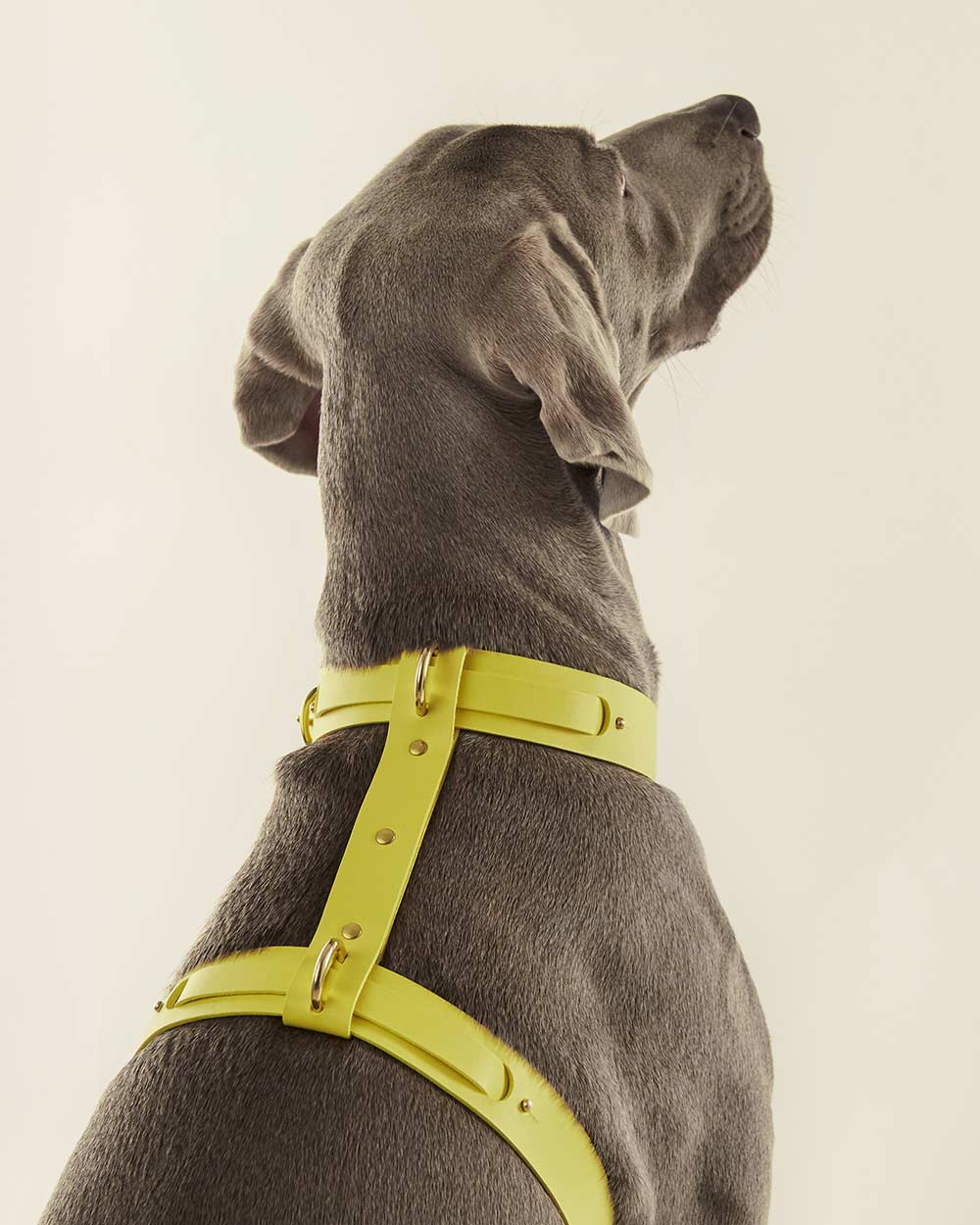 Dog harness · yellow leather · INDÓMITO