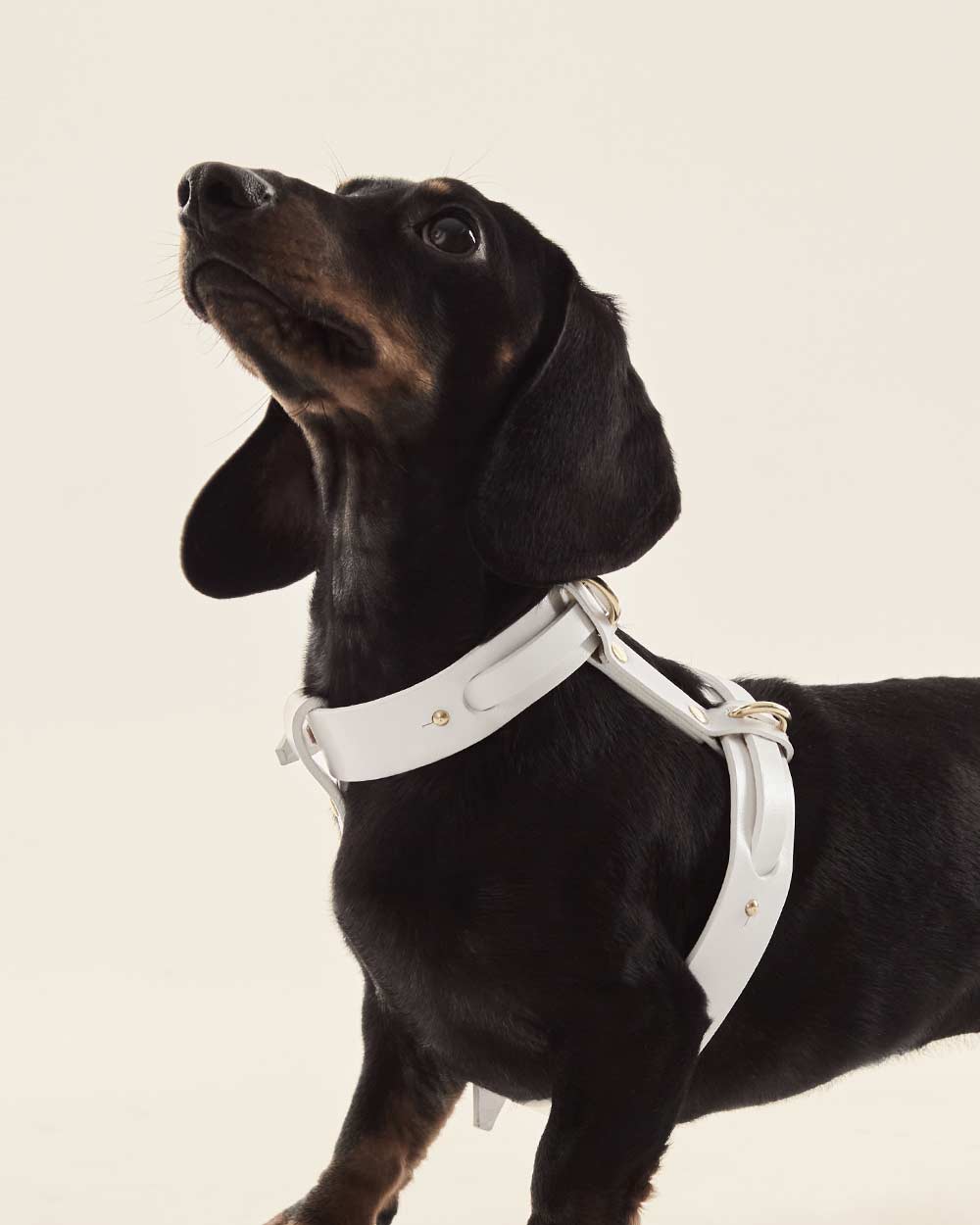 Dog harness · white leather · INDÓMITO