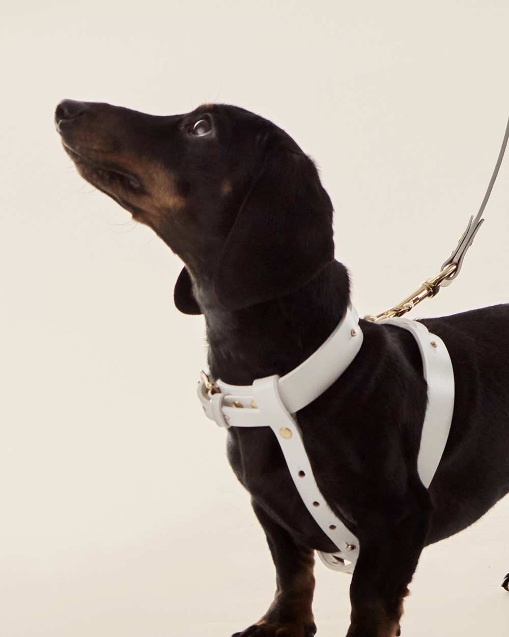 Dog harness · white leather · INDÓMITO