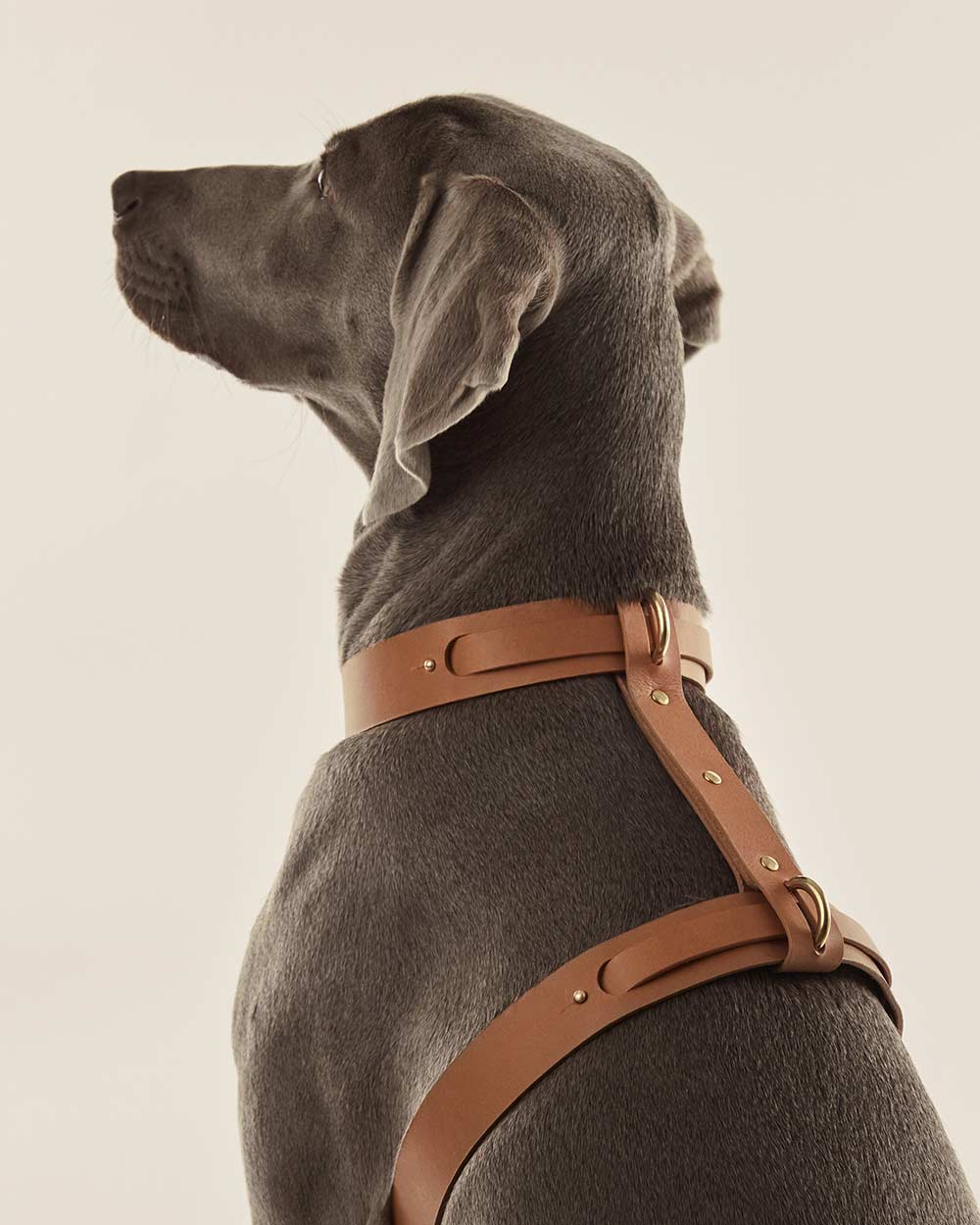 Dog harness · camel leather · INDÓMITO