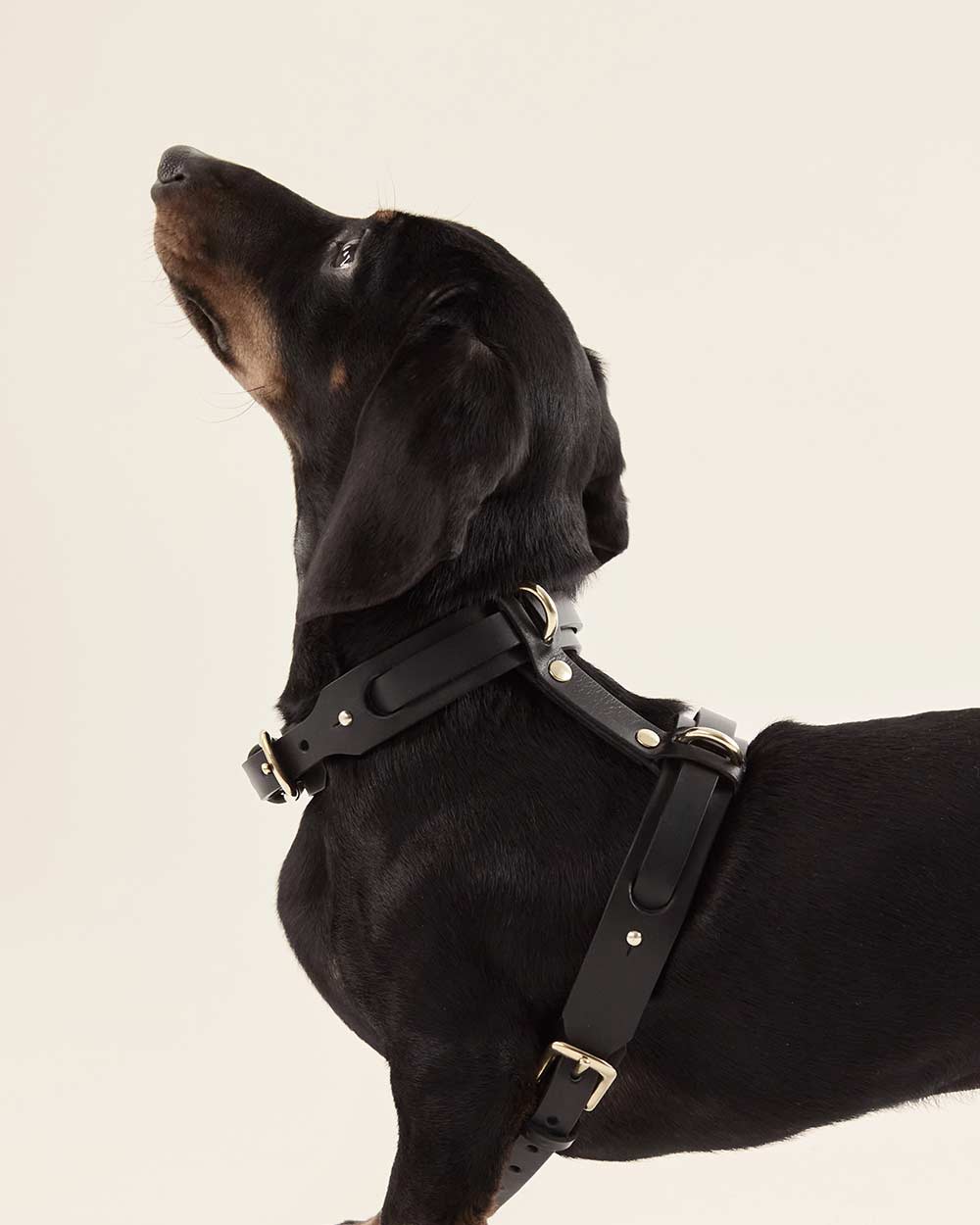 Dog harness · black leather · INDÓMITO
