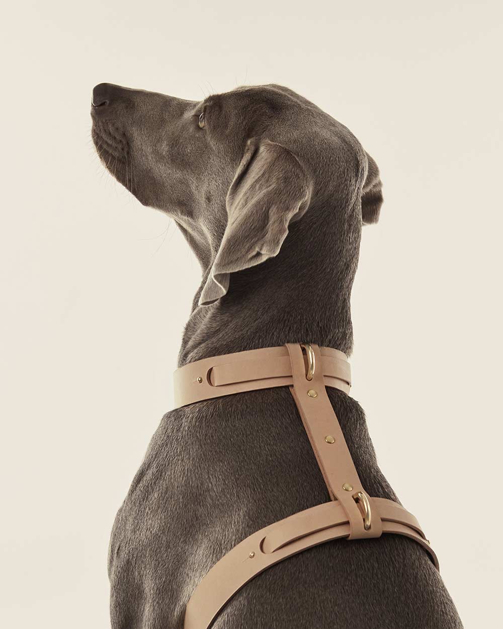 Dog harness · nude leather · INDÓMITO