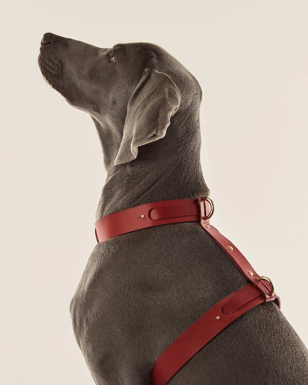 Dog harness · red leather · INDÓMITO