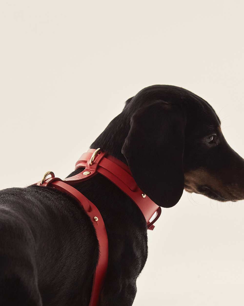 Dog harness · red leather · INDÓMITO
