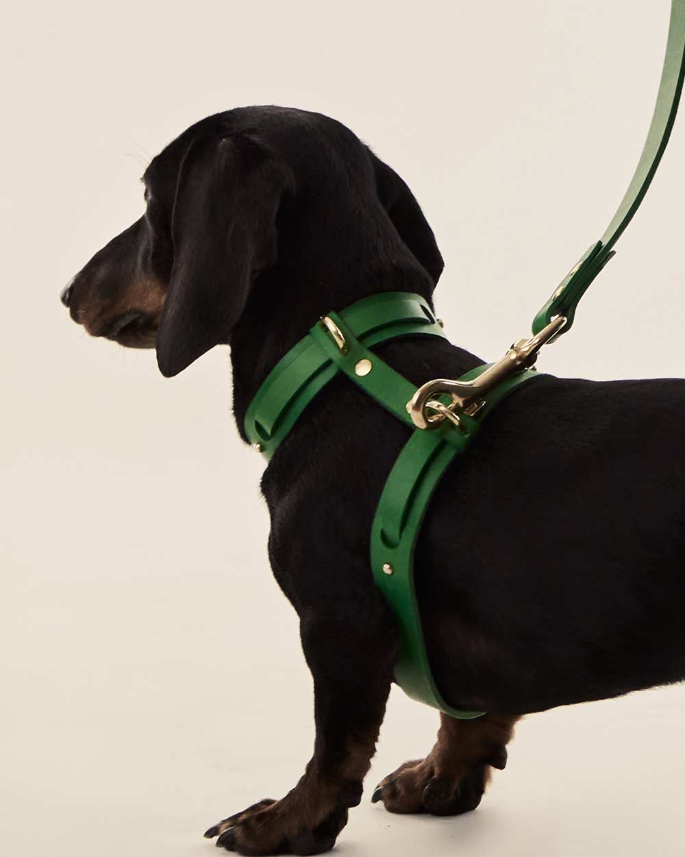 Dog harness · green leather · INDÓMITO