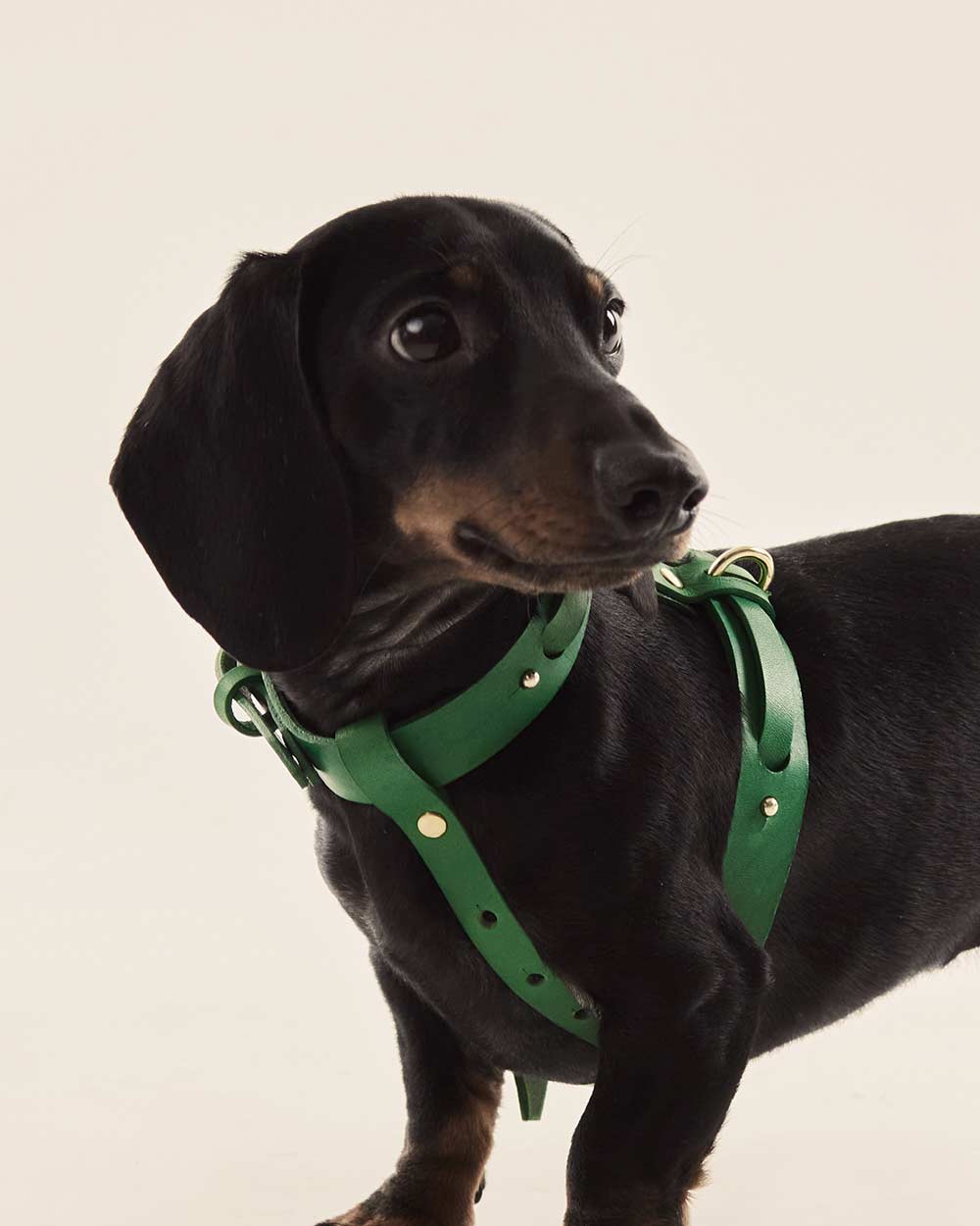 Dog harness · green leather · INDÓMITO