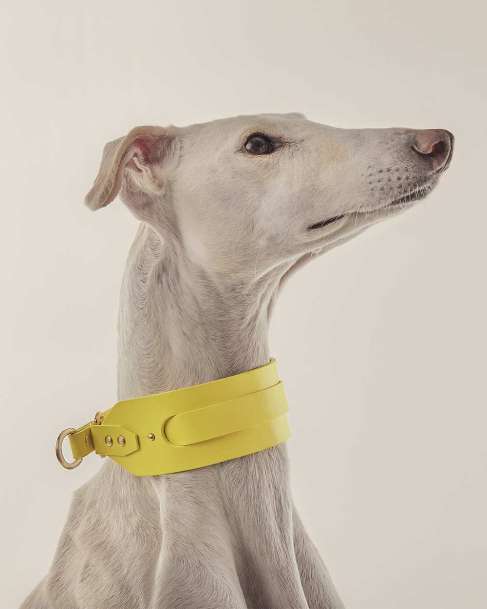 Greyhound collar · yellow leather · INDÓMITO