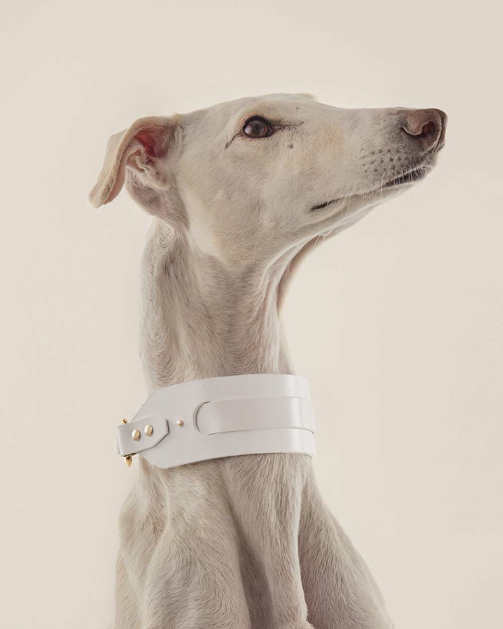 Greyhound collar · white leather · INDÓMITO