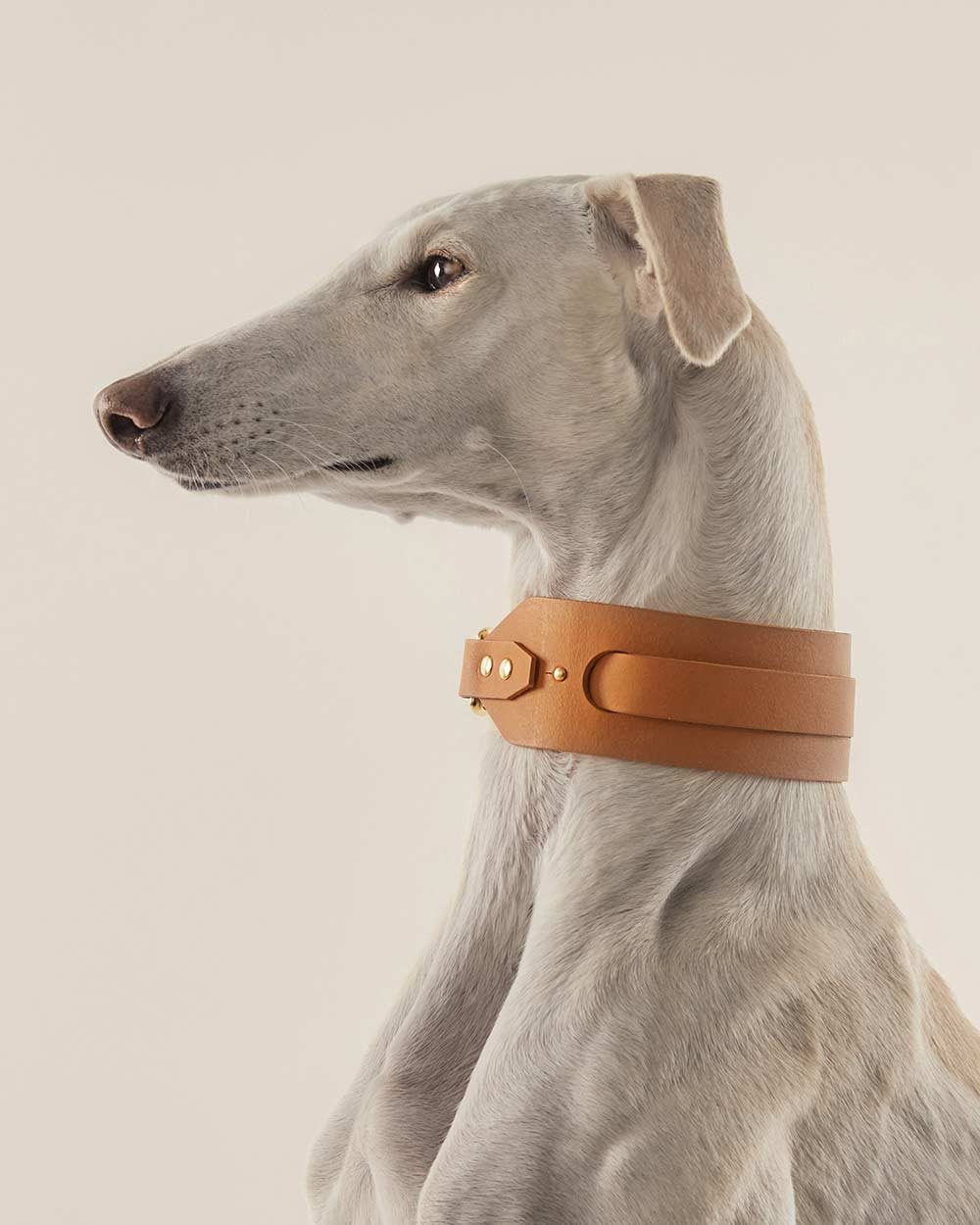 Greyhound collar · camel leather · INDÓMITO