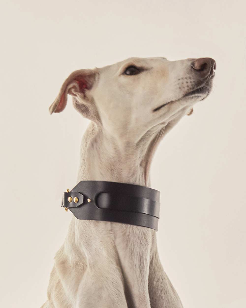 Greyhound collar · black leather · INDÓMITO