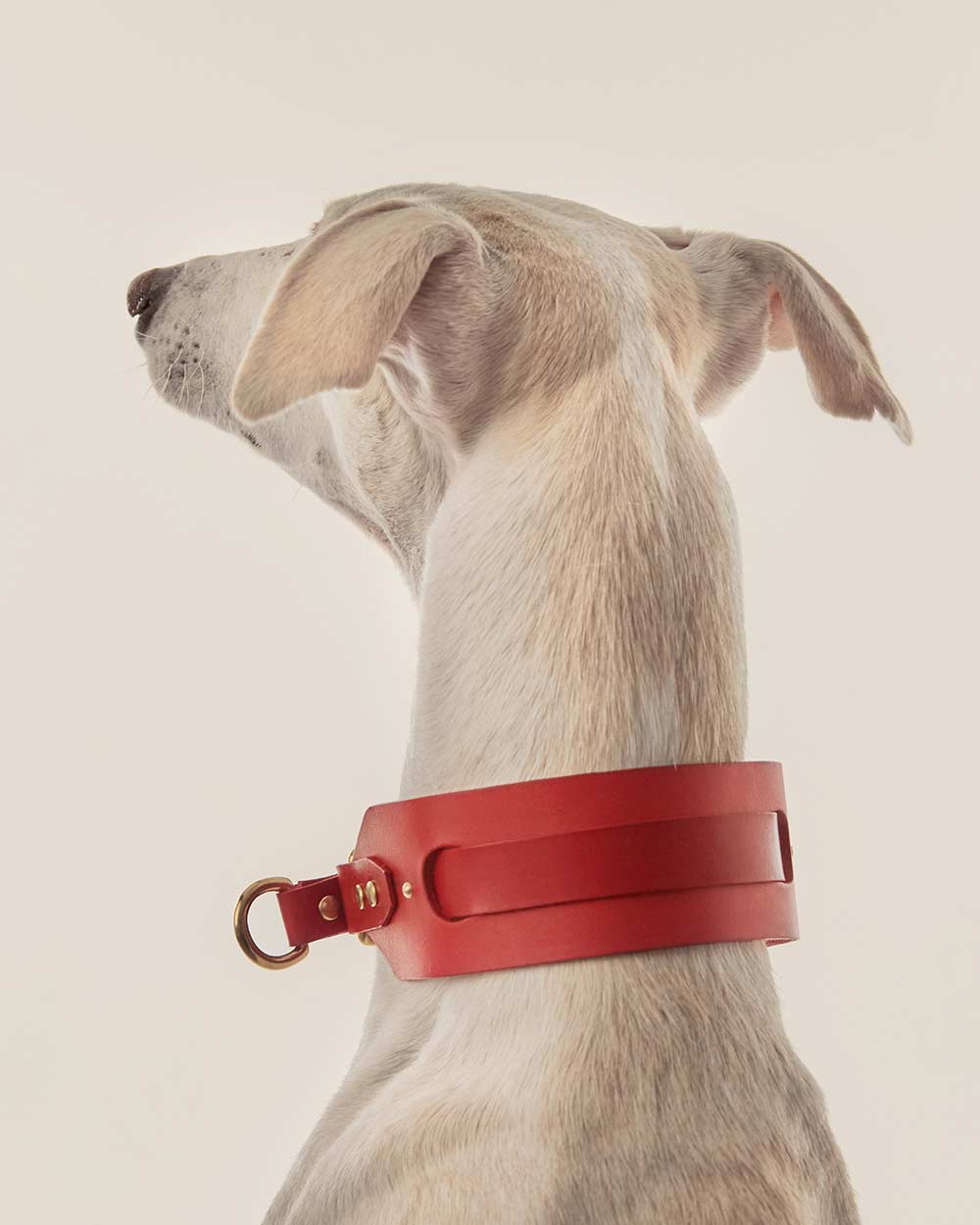 Greyhound collar · red leather · INDÓMITO