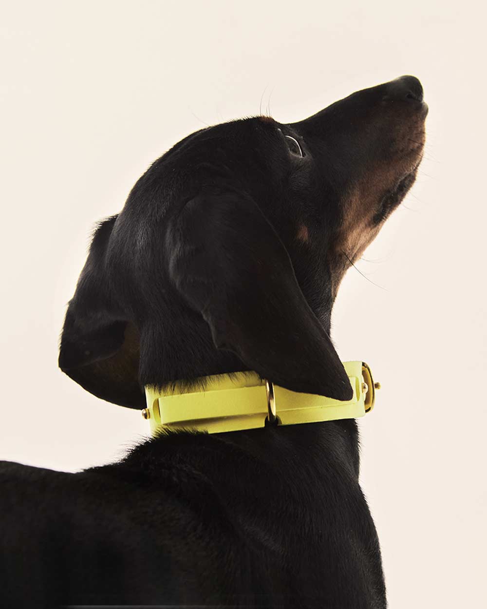 Dog collar · yellow leather · INDÓMITO