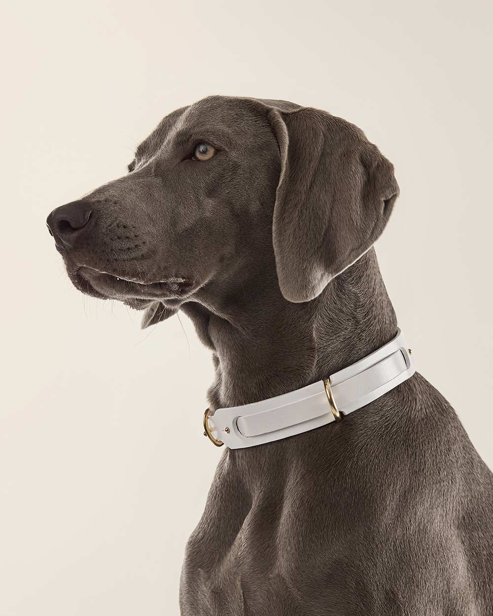 Dog collar · white leather · INDÓMITO