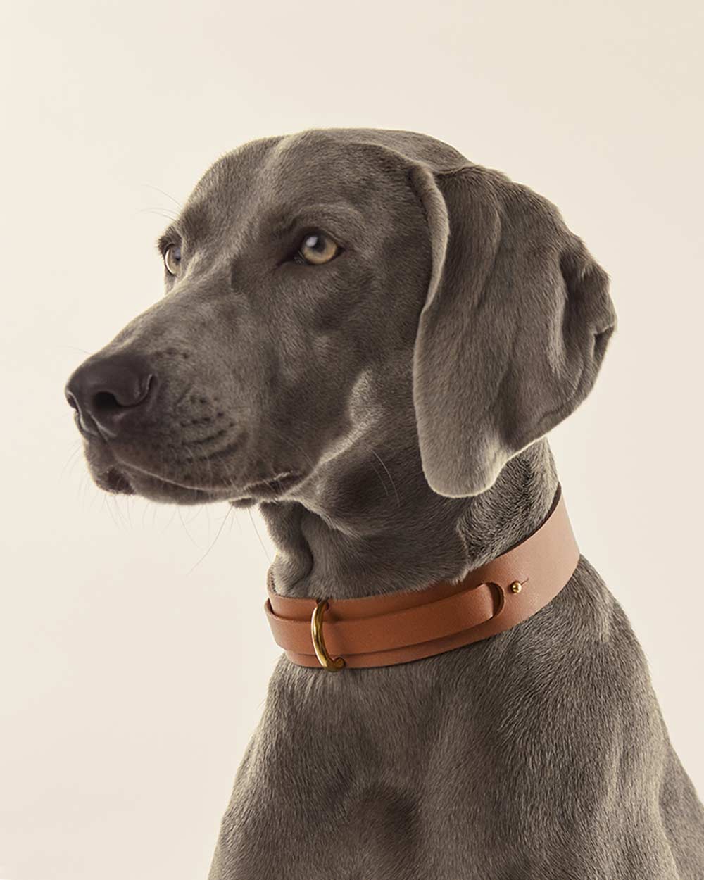 Dog collar · camel leather · INDÓMITO