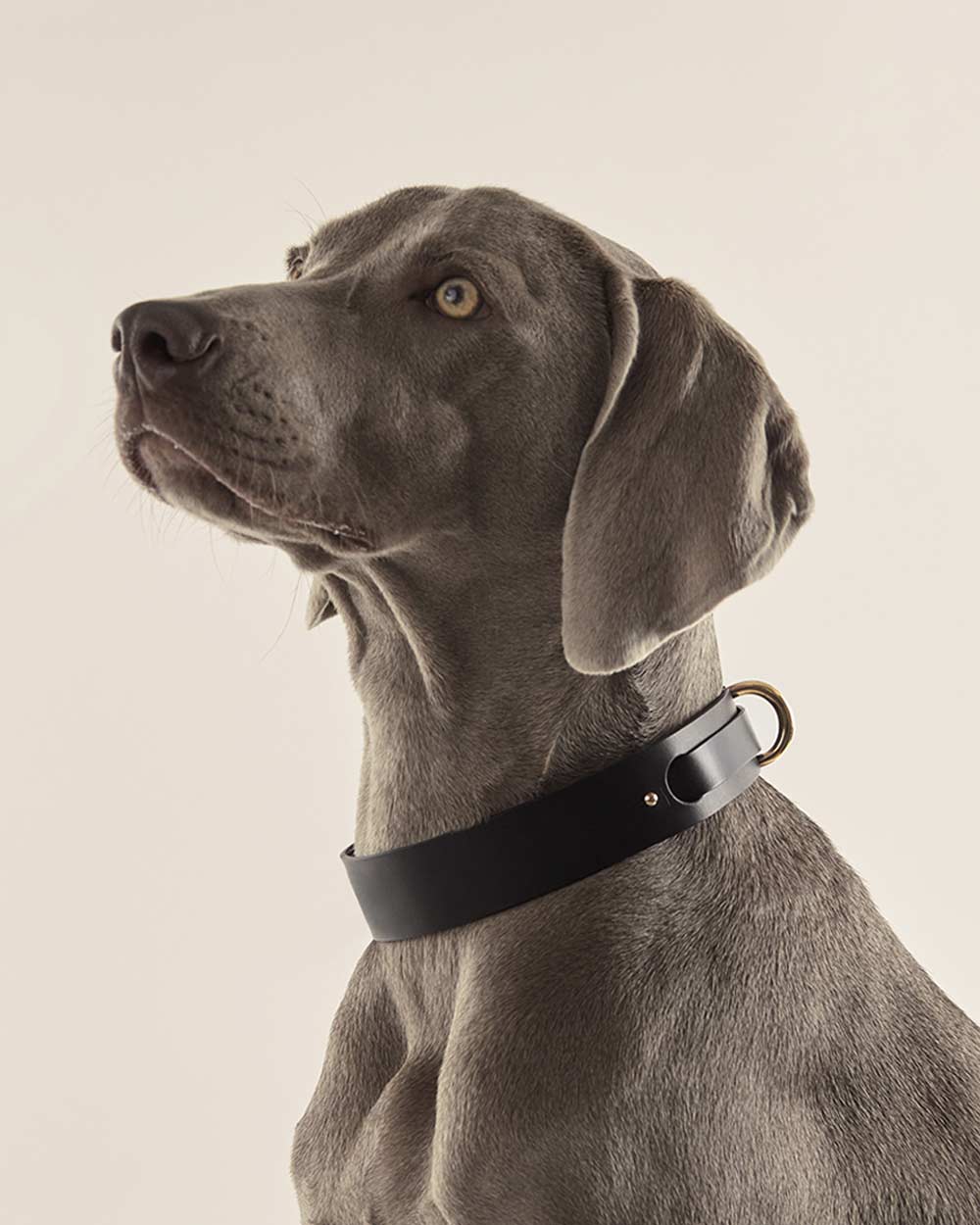 Dog collar · black leather · INDÓMITO