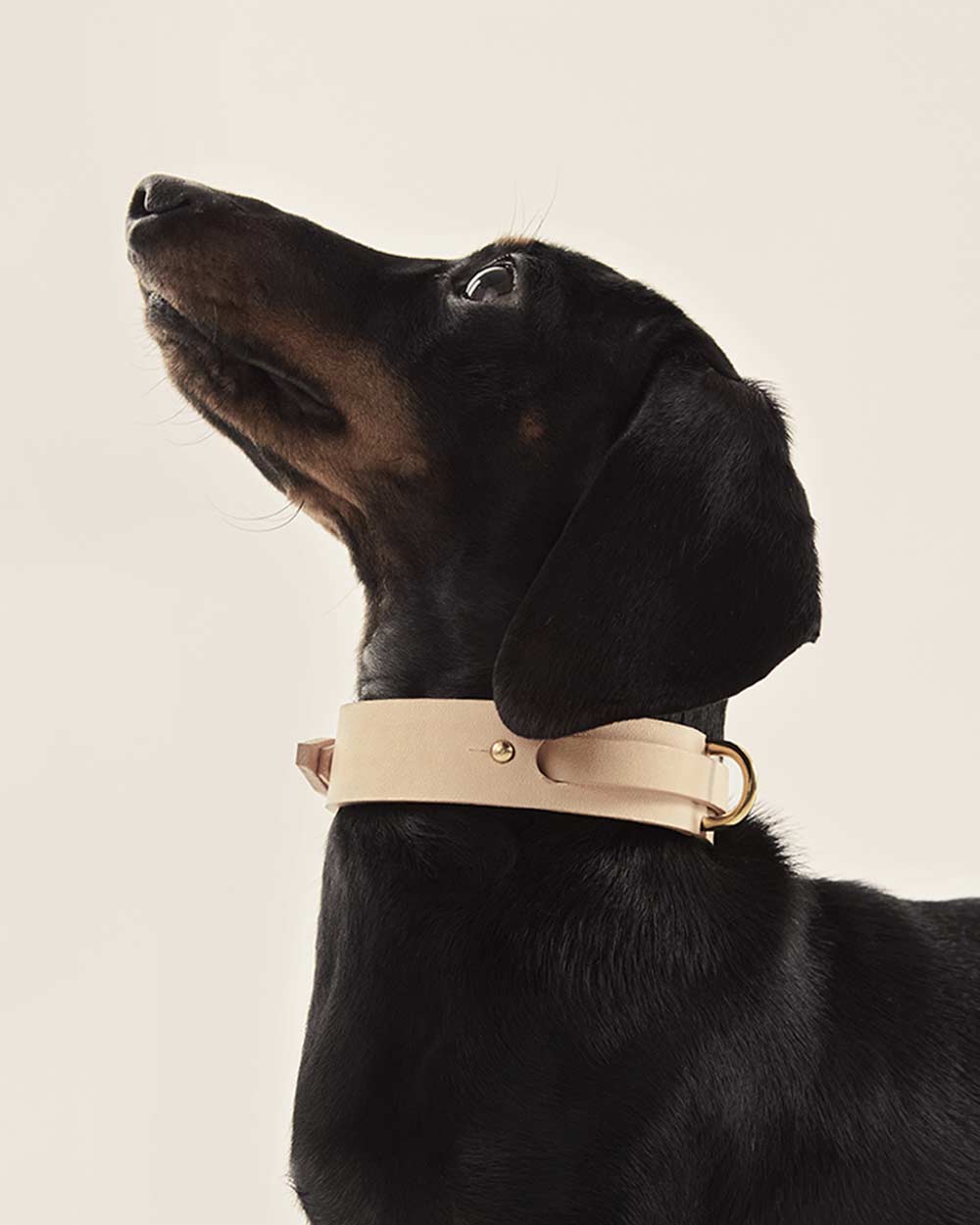 Dog collar · nude leather · INDÓMITO