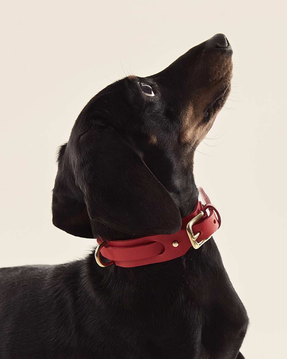 Dog collar · red leather · INDÓMITO