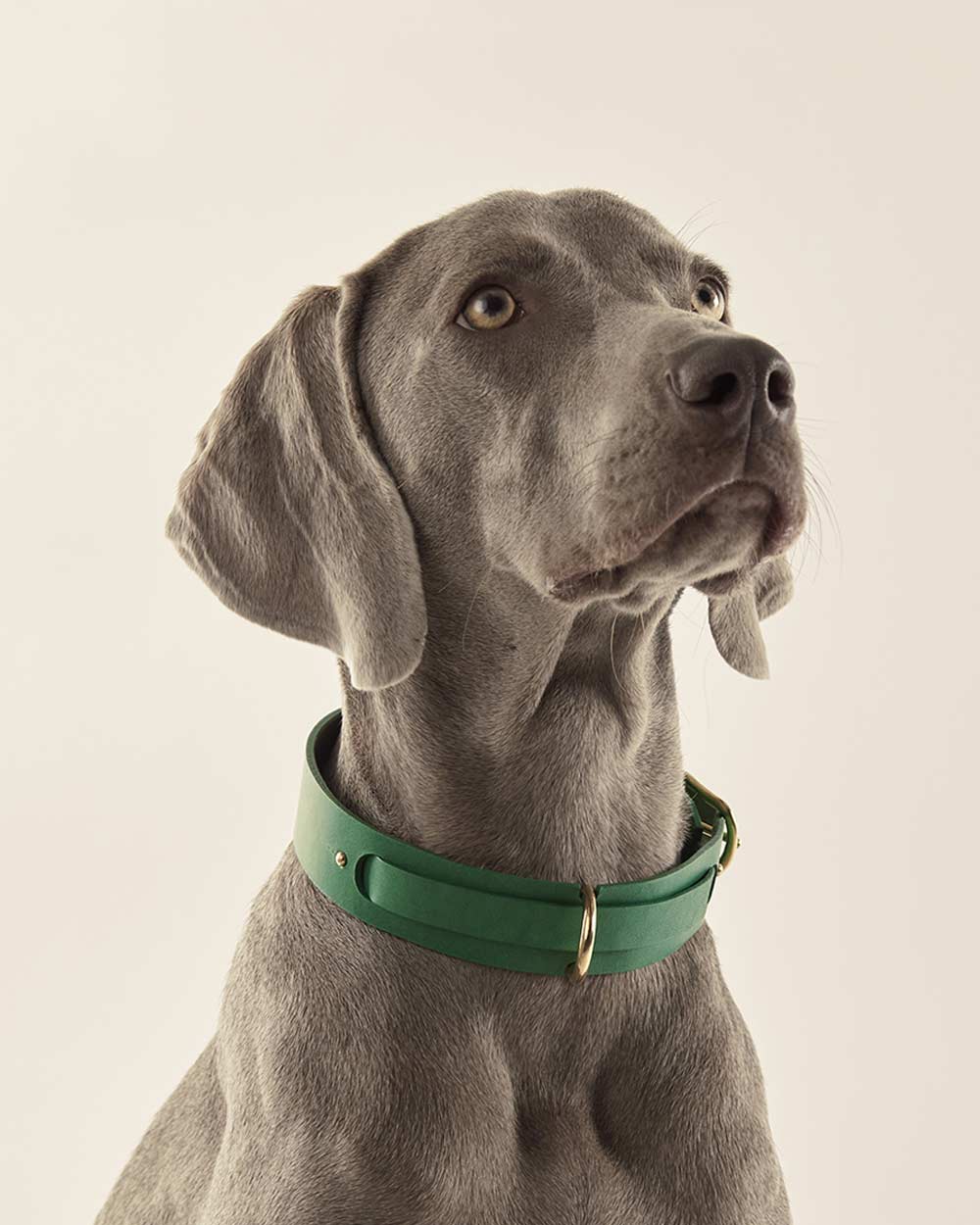 Dog collar · green leather · INDÓMITO