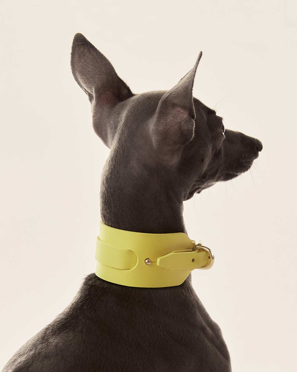 Italian greyhound collar · Whippet · yellow leather · INDÓMITO