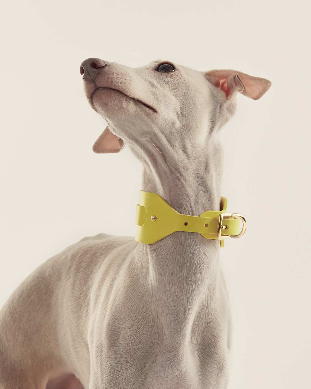 Italian greyhound collar · Whippet · yellow leather · INDÓMITO