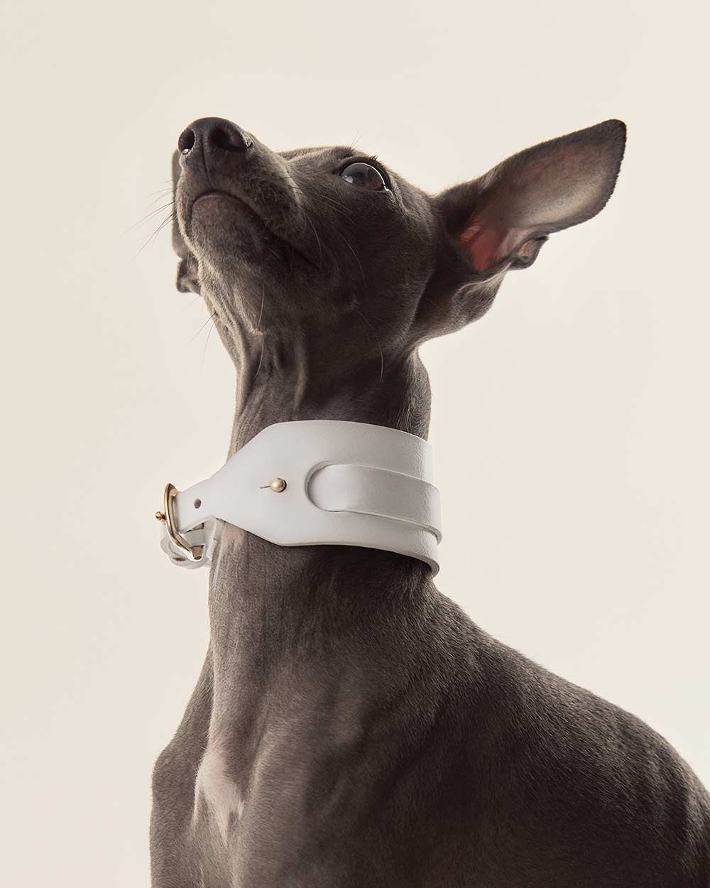 Italian greyhound collar · Whippet · white leather · INDÓMITO