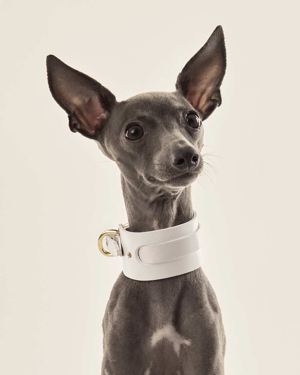 Italian greyhound collar · Whippet · white leather · INDÓMITO