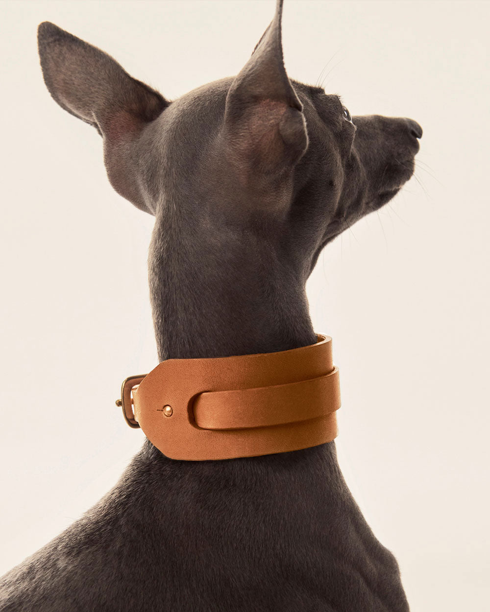 Italian greyhound collar · Whippet · camel leather · INDÓMITO