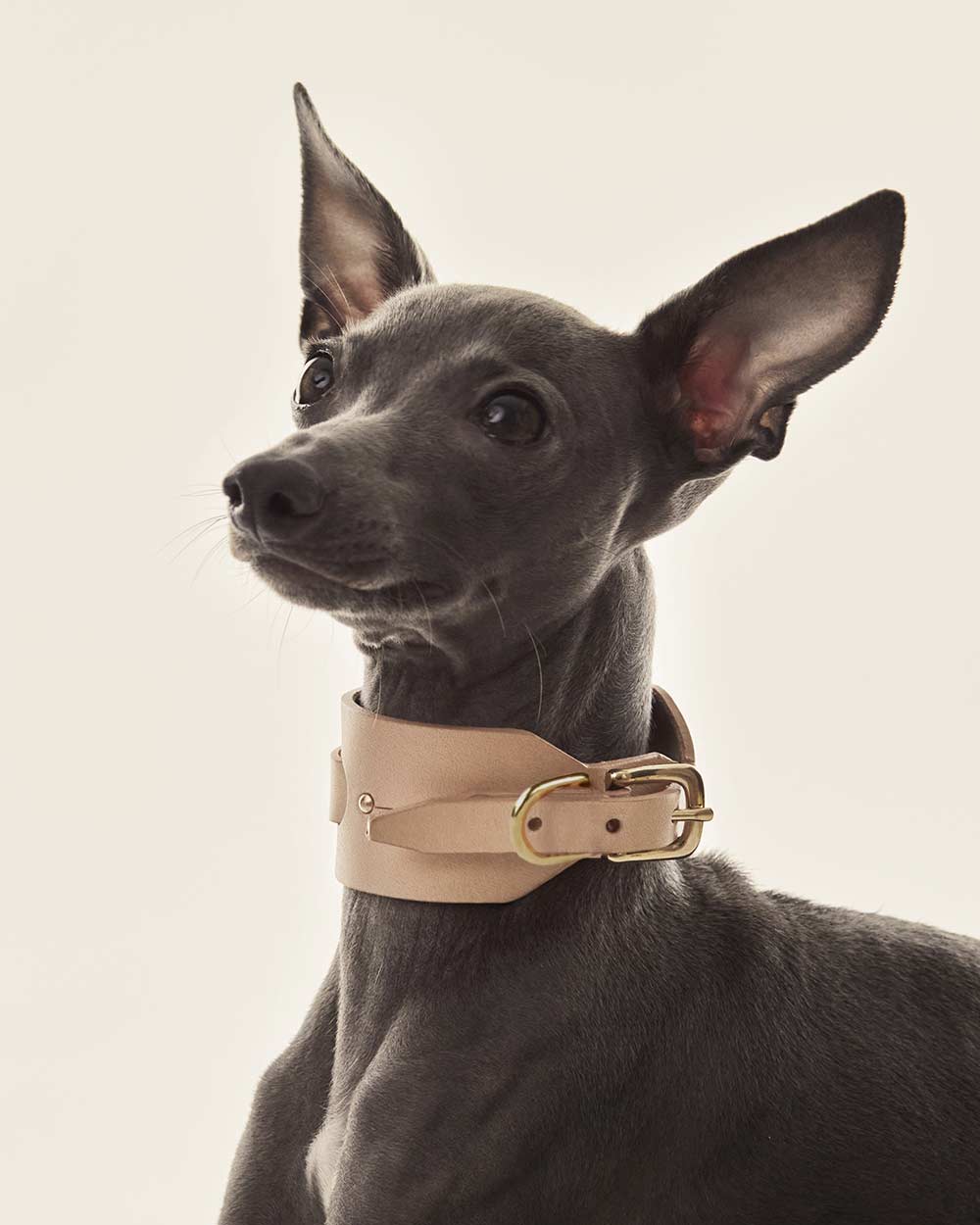 Italian greyhound collar · Whippet · nude leather · INDÓMITO